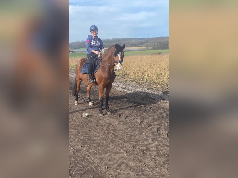 Deutsches Reitpony Wallach 9 Jahre 148 cm  in Tecklenburg