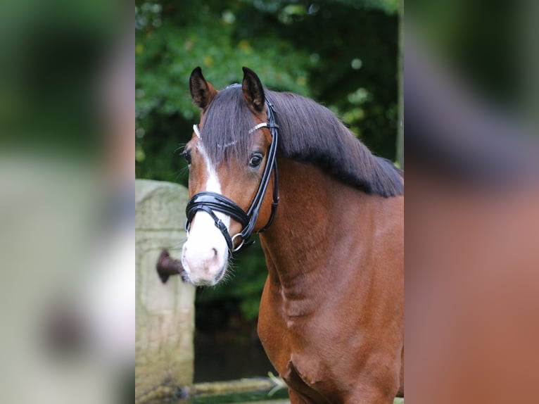 Deutsches Reitpony Wallach 9 Jahre 148 cm  in Tecklenburg