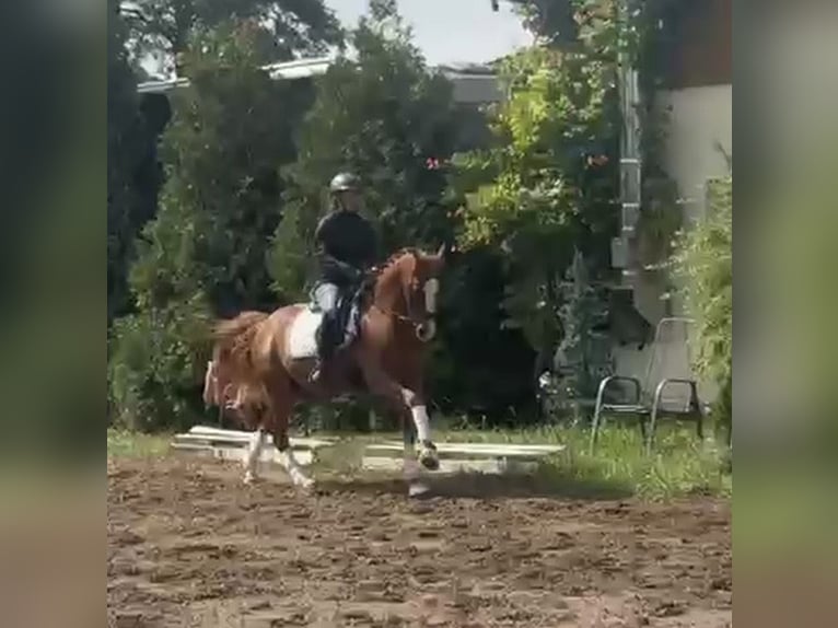 Deutsches Reitpony Wallach 9 Jahre 148 cm Fuchs in Bad Schönborn