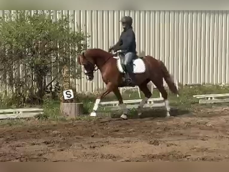 Deutsches Reitpony Wallach 9 Jahre 148 cm Fuchs in Bad Schönborn