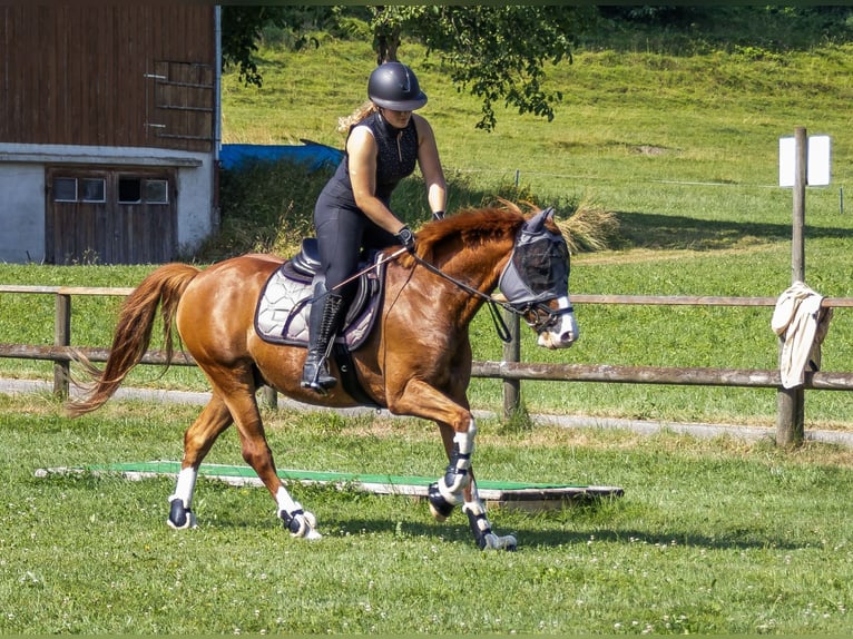 Deutsches Reitpony Wallach 9 Jahre 148 cm Fuchs in Dinhard
