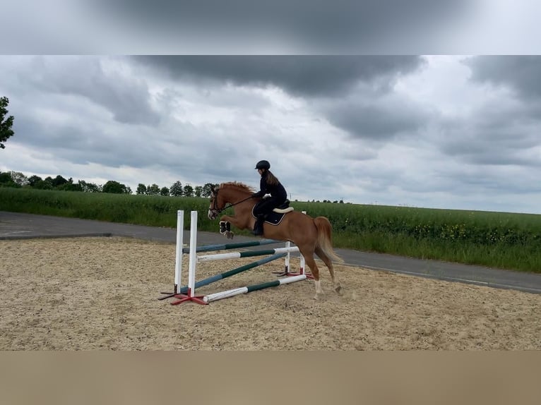 Deutsches Reitpony Wallach 9 Jahre 148 cm Fuchs in Brahmenau