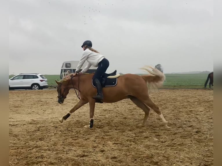 Deutsches Reitpony Wallach 9 Jahre 148 cm Fuchs in Brahmenau