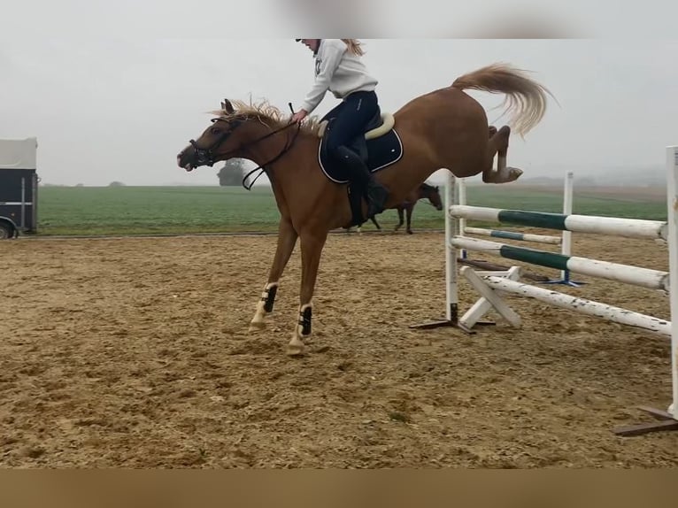 Deutsches Reitpony Wallach 9 Jahre 148 cm Fuchs in Brahmenau