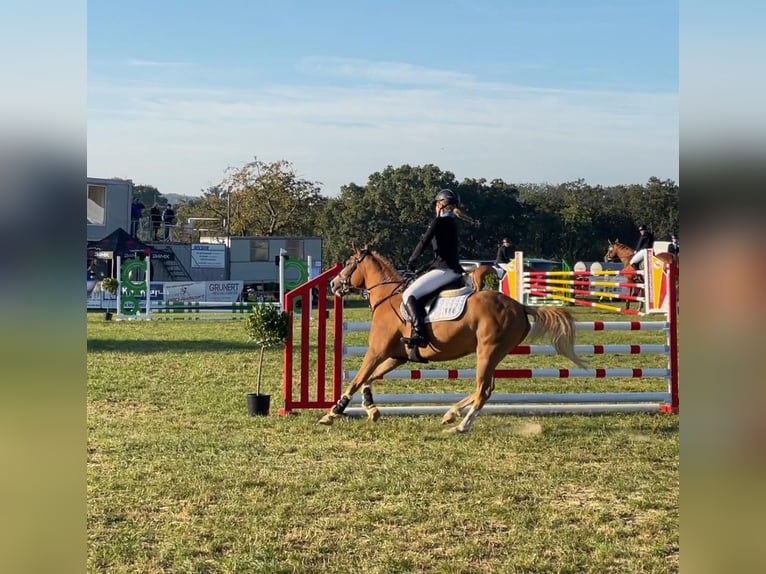 Deutsches Reitpony Wallach 9 Jahre 148 cm Fuchs in Brahmenau