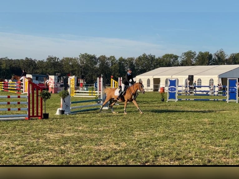 Deutsches Reitpony Wallach 9 Jahre 148 cm Fuchs in Brahmenau