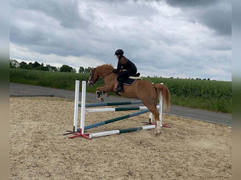 Deutsches Reitpony Wallach 9 Jahre 148 cm Fuchs in Brahmenau