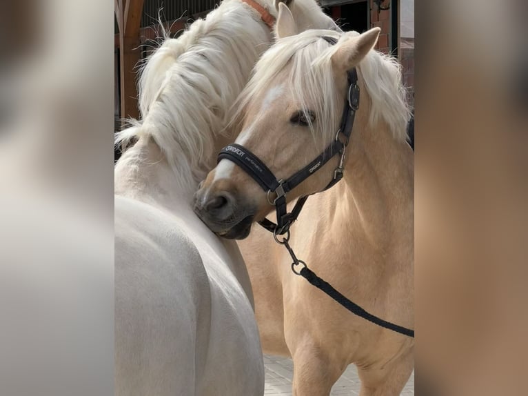 Deutsches Reitpony Wallach 9 Jahre 148 cm Palomino in Bad Soden am Taunus