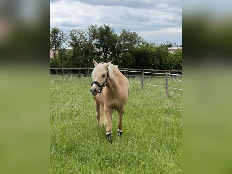Deutsches Reitpony Wallach 9 Jahre 148 cm Palomino in Bad Soden am Taunus