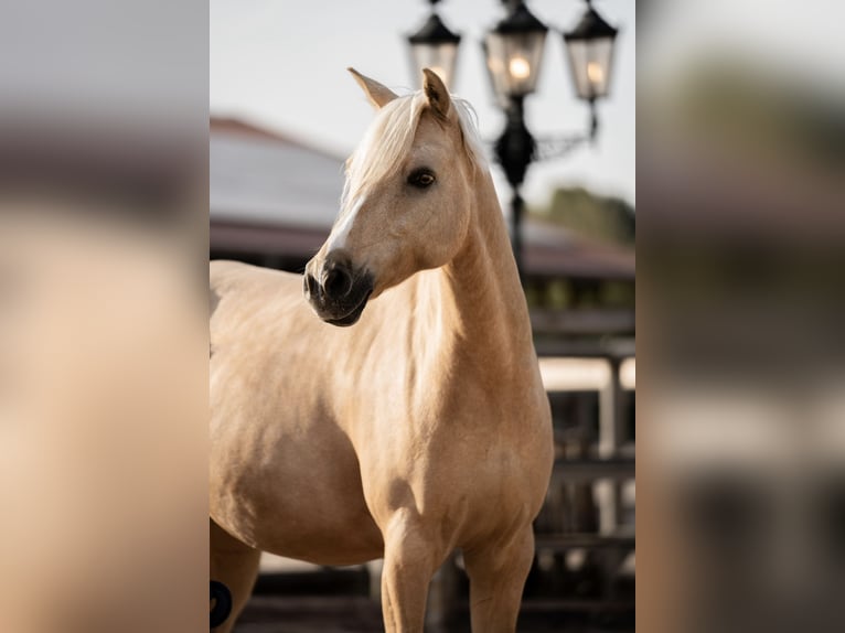 Deutsches Reitpony Wallach 9 Jahre 148 cm Palomino in Bad Soden am Taunus