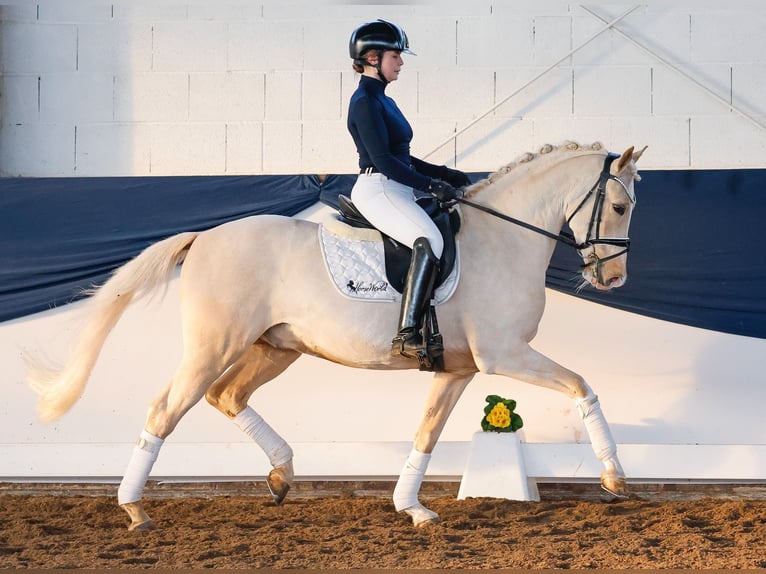 Deutsches Reitpony Wallach 9 Jahre 148 cm Palomino in Marsberg