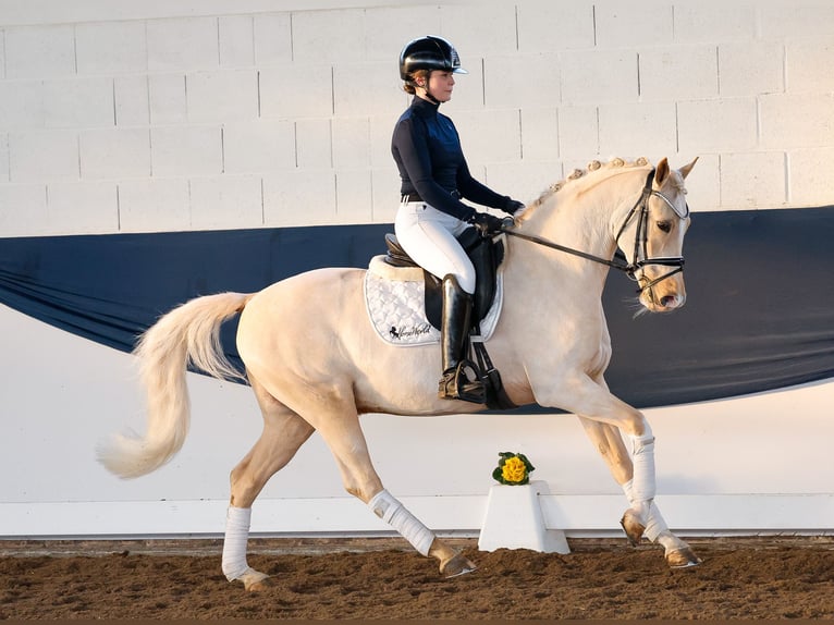 Deutsches Reitpony Wallach 9 Jahre 148 cm Palomino in Marsberg