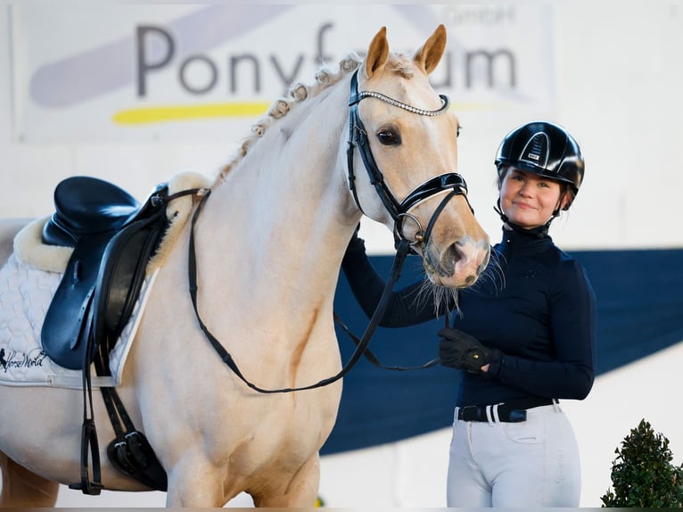 Deutsches Reitpony Wallach 9 Jahre 148 cm Palomino in Marsberg