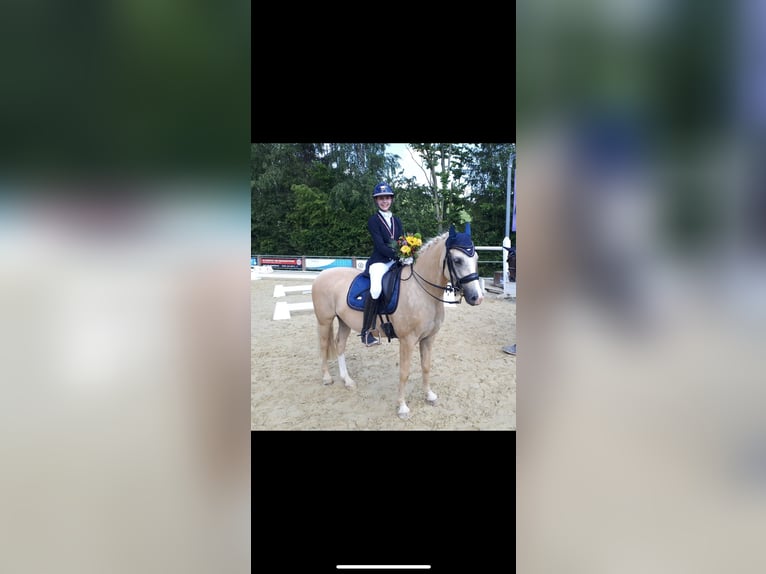 Deutsches Reitpony Wallach 9 Jahre 148 cm Palomino in Auengrund