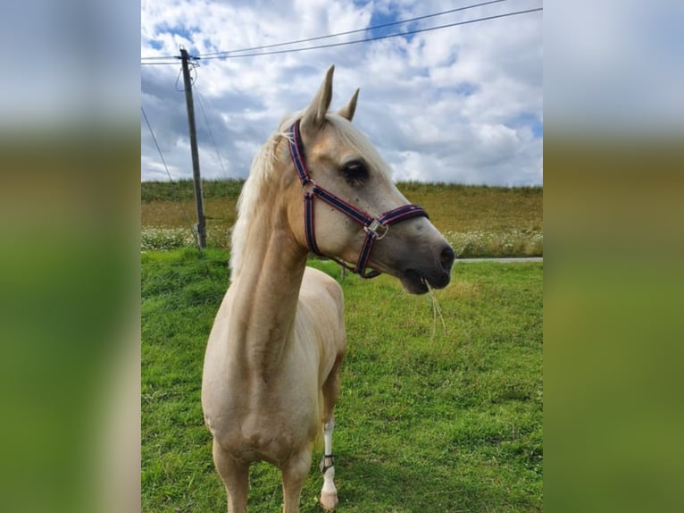 Deutsches Reitpony Wallach 9 Jahre 148 cm Palomino in Holzgünz