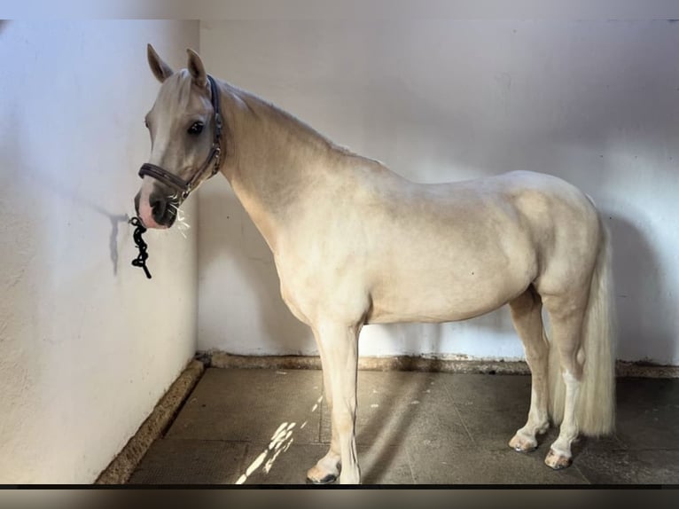 Deutsches Reitpony Wallach 9 Jahre 148 cm Palomino in Holzgünz