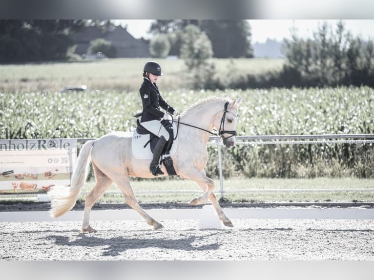 Deutsches Reitpony Wallach 9 Jahre 148 cm Palomino in Holzgünz