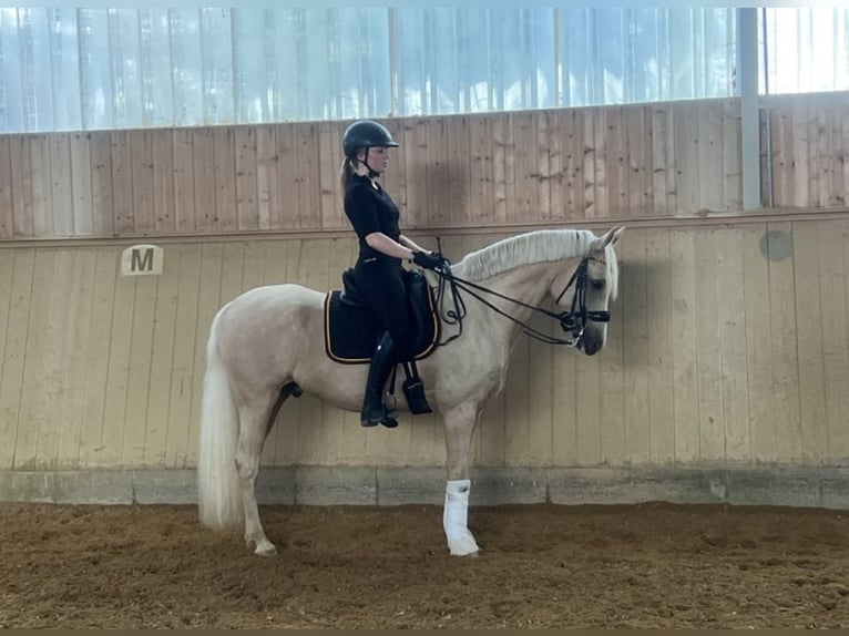 Deutsches Reitpony Wallach 9 Jahre 148 cm Palomino in Holzgünz