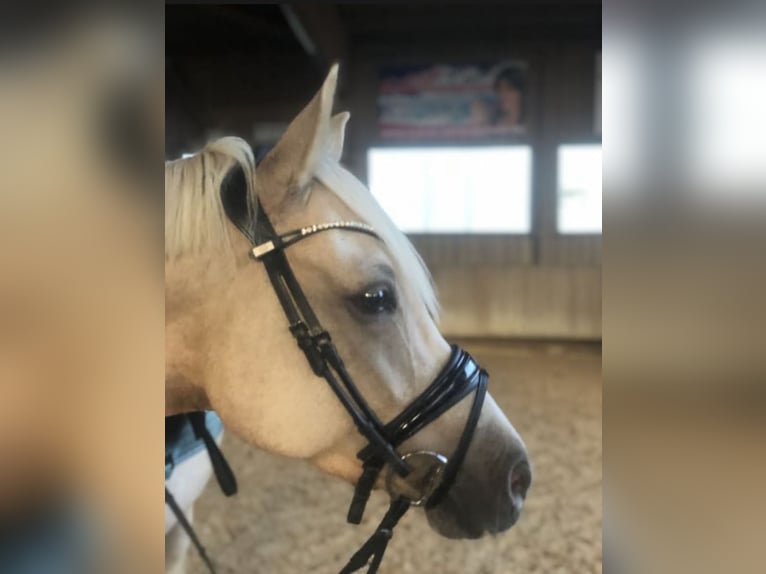 Deutsches Reitpony Wallach 9 Jahre 148 cm Palomino in Holzgünz