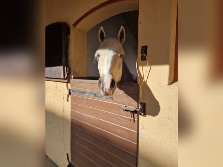 Deutsches Reitpony Wallach 9 Jahre 148 cm Palomino in Holzgünz