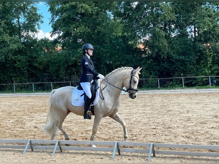 Deutsches Reitpony Wallach 9 Jahre 148 cm Palomino in Holzgünz