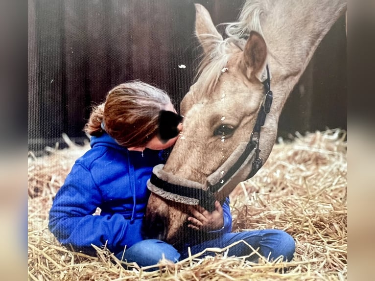 Deutsches Reitpony Wallach 9 Jahre 148 cm Palomino in Ottersberg
