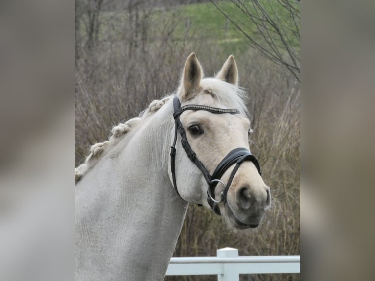 Deutsches Reitpony Wallach 9 Jahre 148 cm Palomino in Königswinter