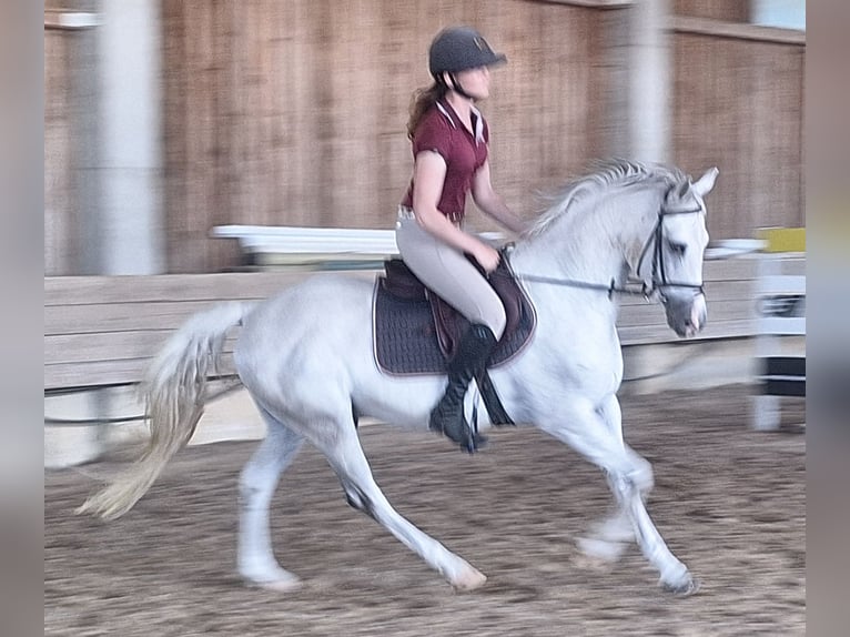 Deutsches Reitpony Wallach 9 Jahre 148 cm Schimmel in Hainsfarth