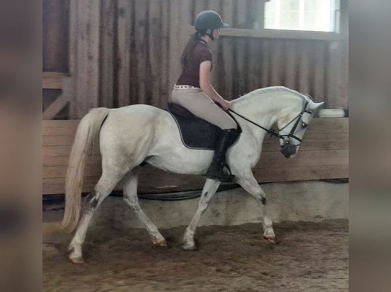 Deutsches Reitpony Wallach 9 Jahre 148 cm Schimmel in Hainsfarth