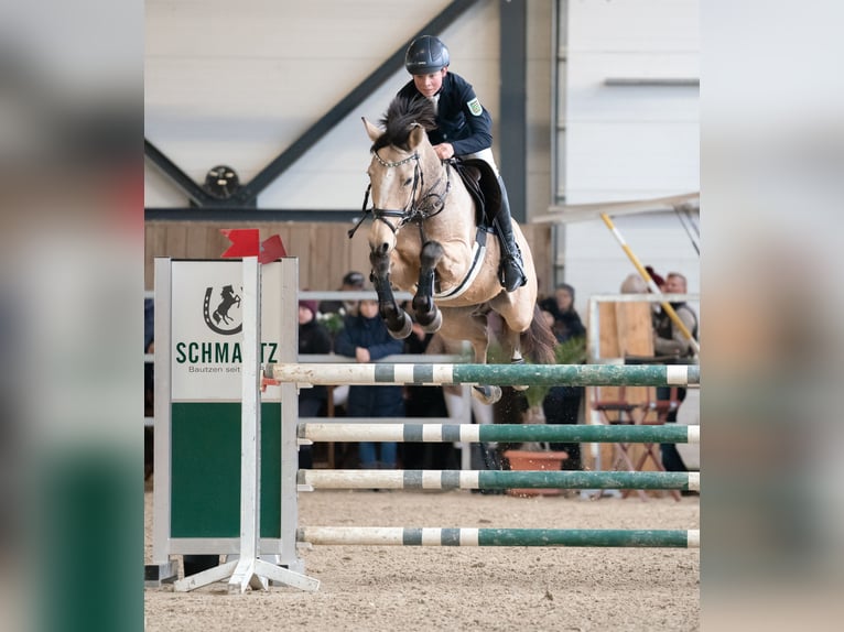 Deutsches Reitpony Wallach 9 Jahre 149 cm Buckskin in M&#xFC;lsen