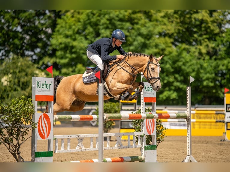 Deutsches Reitpony Wallach 9 Jahre 149 cm Buckskin in M&#xFC;lsen