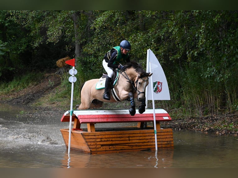 Deutsches Reitpony Wallach 9 Jahre 149 cm Buckskin in M&#xFC;lsen