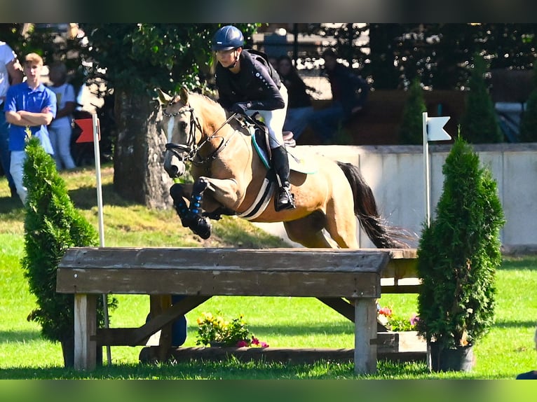 Deutsches Reitpony Wallach 9 Jahre 149 cm Buckskin in M&#xFC;lsen