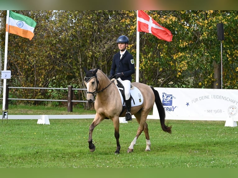 Deutsches Reitpony Wallach 9 Jahre 149 cm Buckskin in M&#xFC;lsen