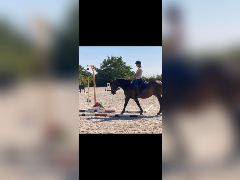 Deutsches Reitpony Mix Wallach 9 Jahre 149 cm Dunkelbrauner in Rehlingen-Siersburg
