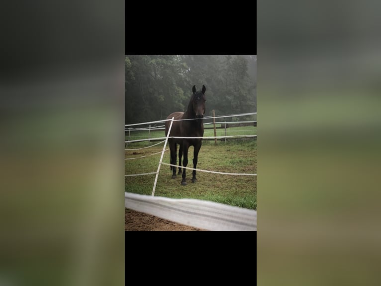 Deutsches Reitpony Mix Wallach 9 Jahre 149 cm Dunkelbrauner in Rehlingen-Siersburg