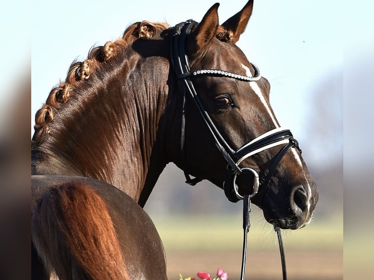 Deutsches Reitpony Wallach 9 Jahre 149 cm Dunkelfuchs in Hanau