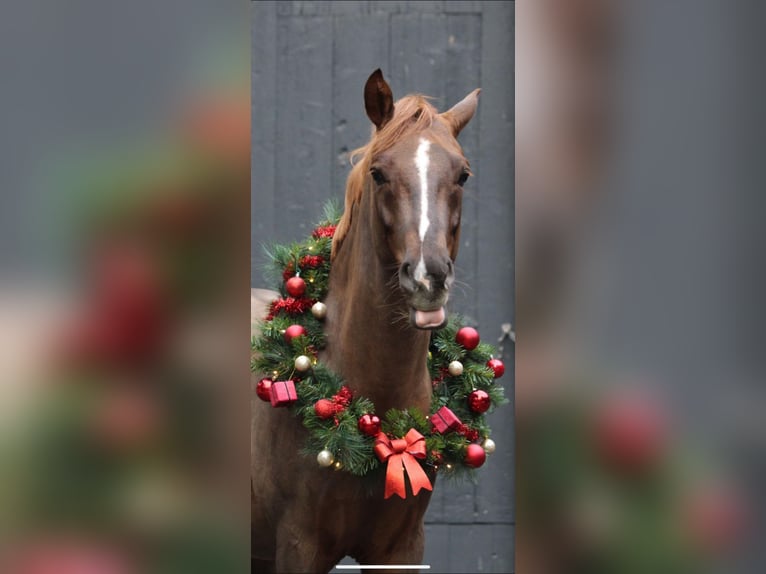 Deutsches Reitpony Wallach 9 Jahre 149 cm Dunkelfuchs in Hanau