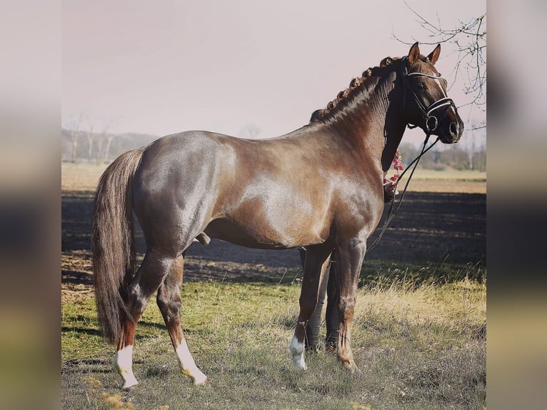 Deutsches Reitpony Wallach 9 Jahre 149 cm Dunkelfuchs in Hanau