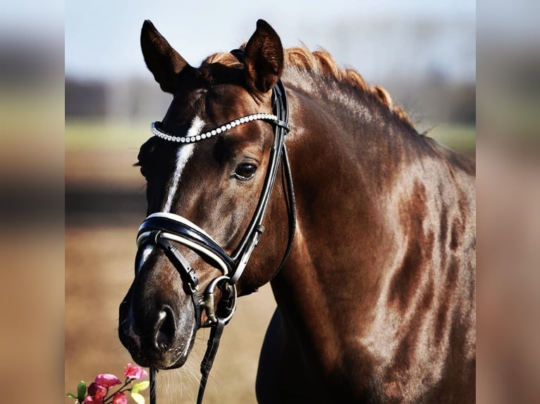 Deutsches Reitpony Wallach 9 Jahre 149 cm Dunkelfuchs in Hanau