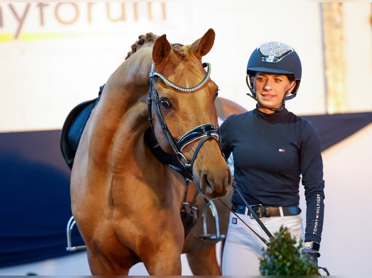 Deutsches Reitpony Wallach 9 Jahre 149 cm Fuchs in Marsberg