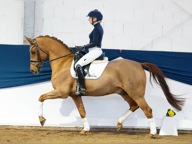 Deutsches Reitpony Wallach 9 Jahre 149 cm Fuchs in Marsberg