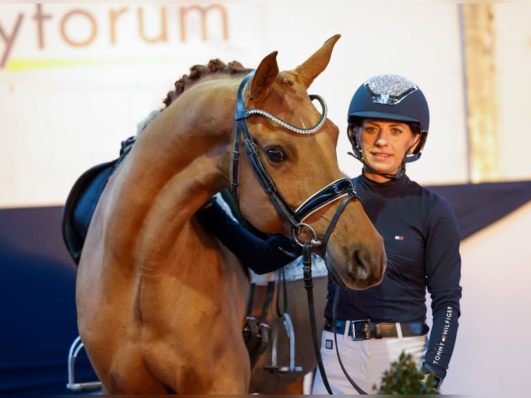 Deutsches Reitpony Wallach 9 Jahre 149 cm Fuchs in Marsberg