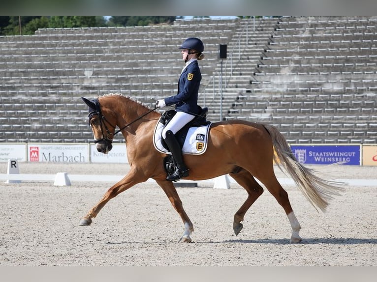 Deutsches Reitpony Wallach 9 Jahre 149 cm Palomino in Kehl