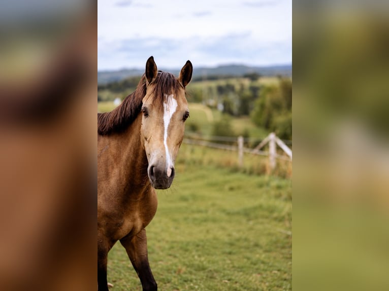 Deutsches Reitpony Wallach 9 Jahre 150 cm Falbe in Wilnsdorf