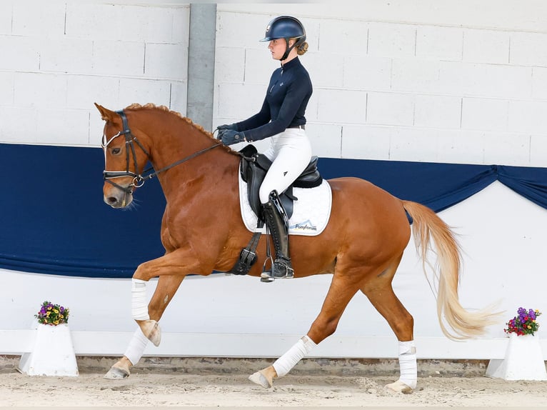 Deutsches Reitpony Wallach 9 Jahre 153 cm Fuchs in Marsberg