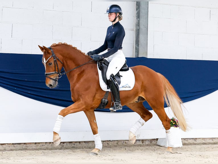 Deutsches Reitpony Wallach 9 Jahre 153 cm Fuchs in Marsberg