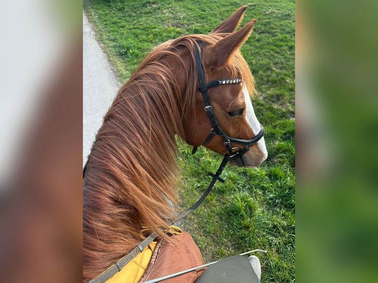 Deutsches Reitpony Wallach 9 Jahre 154 cm Fuchs in Biedenkopf