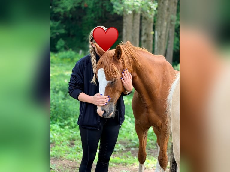 Deutsches Reitpony Wallach 9 Jahre 154 cm Fuchs in Biedenkopf