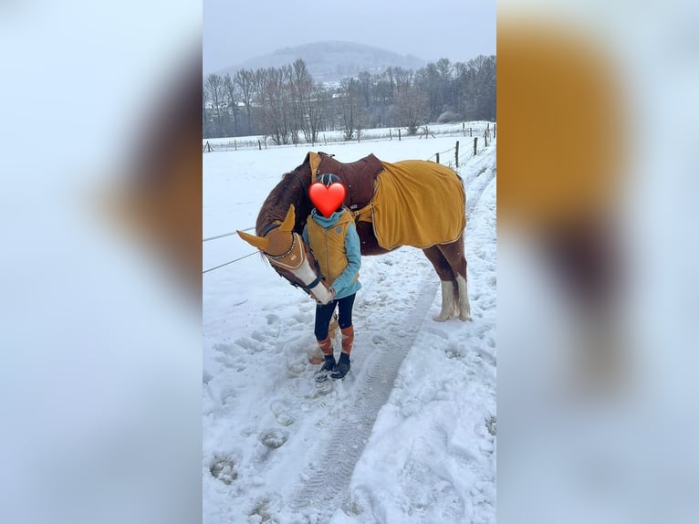 Deutsches Reitpony Wallach 9 Jahre 154 cm Fuchs in Biedenkopf